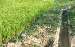  Phú Yên: 250ha lúa mất trắng do thiếu nước 