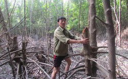 Cùng dân cứu  những khu rừng bị tàn phá