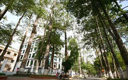 Trà Vinh: Thành phố trong rừng cây cổ thụ