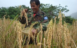 Đổi thay nơi “ốc đảo” Kon Pne 