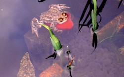 Sửng sốt cảnh ếch cưỡi cá vàng bơi lội trong ao