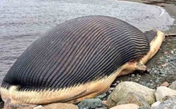 Nguy cơ xác cá voi khủng 60 tấn... phát nổ