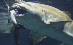 SỐC: Cá mập ăn thịt nhau ngấu nghiến ở công viên