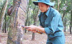 Bón NPK Văn Điển cho cao su