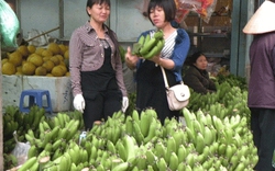Phú Yên: Giá chuối giảm 5.000 đồng/kg