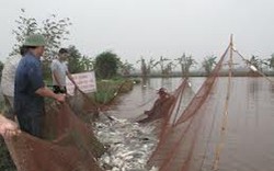 Đà Nẵng: Hỗ trợ cá giống cho nông dân 