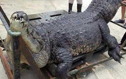  Singapore điều tra cái chết bí ẩn của con cá sấu khổng lồ