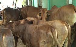 Bến Tre: Triển khai chăn nuôi bò sữa ở huyện Ba Tri