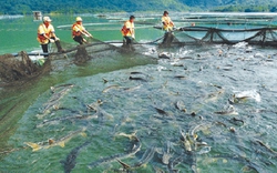 Lâm Đồng: Cấp chứng nhận cho dự án nuôi cá nước lạnh