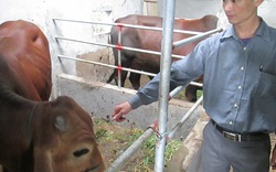  Hà Tĩnh: Đầu tư 350 triệu đồng cho nông dân nuôi bò 