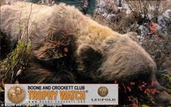 Hình ảnh con gấu lớn nhất thế giới bị hạ sát
