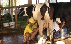 Sóc Trăng: Phát triển chăn nuôi bò sữa