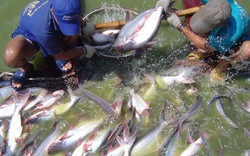 Cơ sở nuôi cá tra phải có chứng nhận VietGAP