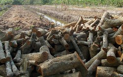 Bệnh chổi rồng hoành hành ở Vĩnh Long: Đốn cây nhãn làm củi
