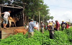 Gia Lai: Cấp bò sinh sản cho hộ nghèo
