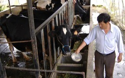 Lâm Đồng: Lập trang trại nuôi bò sữa và dê lai quy mô lớn