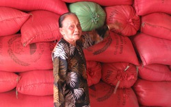 Tiếp tục thu mua lúa Nàng thơm Chợ Đào trong 4 ngày