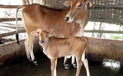 Hà Nội: Tập huấn kiến thức chăn nuôi bò sinh sản