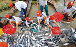 Nông dân vẫn “đơn thương độc mã”