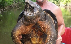 Ngư dân bắt được con rùa “khủng long” kỳ dị