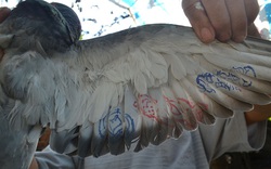Bắt được chim bồ câu có ký tự lạ ở cánh và chân tại Hoàng Sa 