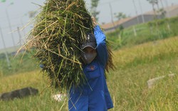 Tái cơ cấu nông nghiệp:  Chuyển đổi được 87.000ha lúa sang cây trồng khác