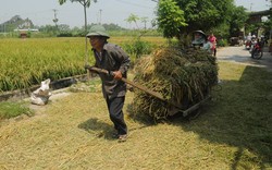 Tăng trưởng nông nghiệp sụt giảm mạnh