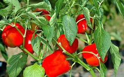Kỹ thuật trồng ớt ngọt theo hướng an toàn