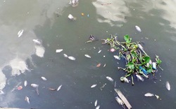 TP.HCM: Cá chết nổi trắng kênh Nhiêu Lộc-Thị Nghè