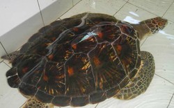Tìm thấy rùa có nguy cơ tuyệt chủng ở... nhà hàng của Huế