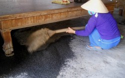 Tây Ninh: Hàng triệu con bọ đậu đen bay vào nhà dân
