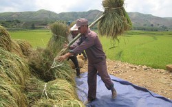 Tân Uyên &#40;Lai Châu&#41;: Làm lúa hàng hóa Séng Cù