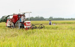 Quảng Trị thu hoạch lúa đông xuân: Năng suất cao nhất từ trước đến nay 