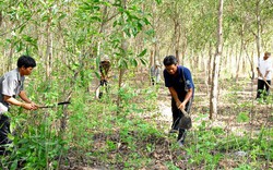 Diện tích rừng giao khoán bảo vệ tăng 57%