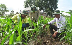 Giải bài toán chuyển đổi 112.000ha đất lúa: Bất ngờ với cây ngô