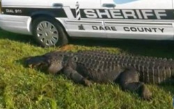 Cá sấu khổng lồ bị ôtô đâm chết khi băng qua đường cao tốc
