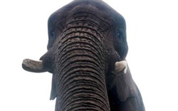 Kỳ lạ voi biết chụp ảnh tự sướng bằng smartphone