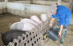 Hà Nam: 600 triệu đồng cho nông dân vay nuôi lợn 