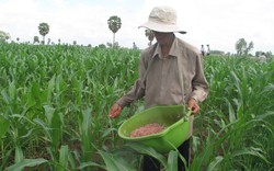 Chuyển đổi 112.000ha đất lúa: Sớm công bố  mức hỗ trợ nhà nông