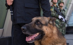 Trung Quốc triển khai 650 chó cảnh sát chống khủng bố