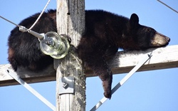  Gấu đen leo lên đỉnh cột điện cao thế ngủ say như chết