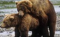 Chiến thuật &#34;sex vô tội vạ&#34; để bảo vệ con của gấu Bắc Âu