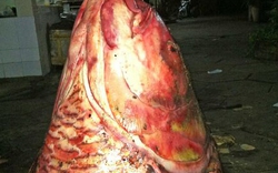 Chuyện săn loài cá &#34;khủng&#34; ở Việt Nam: Cá hô và lời nguyền kỳ lạ