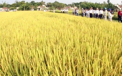 Quảng Trị: Chuyển giao nhiều giống lúa tốt cho nông dân 