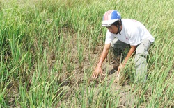 Tiền Giang: Hơn 400ha lúa hè thu chết do thiếu nước