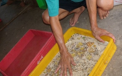 Người dân TP.HCM  vẫn vô tư nuôi sâu gạo