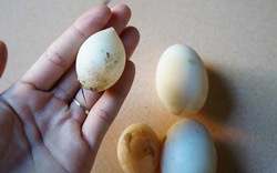 Quảng Nam: Kỳ lạ trứng vịt nhỏ như viên bi