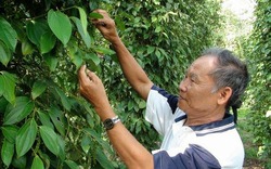 Khuyến cáo dân thận trọng khi trồng tiêu lạ đại trà 