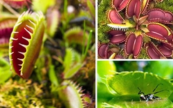 Cây xác chết và những loài thực vật kỳ lạ nhất thế giới