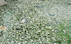 Cá chết trắng sông Nhuệ, bốc mùi hôi thối